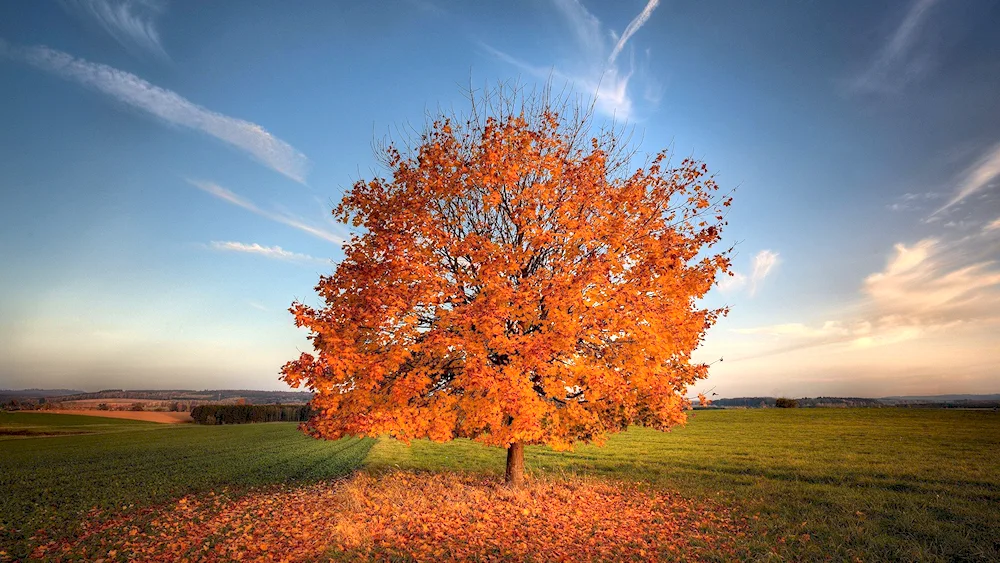 Autumn tree