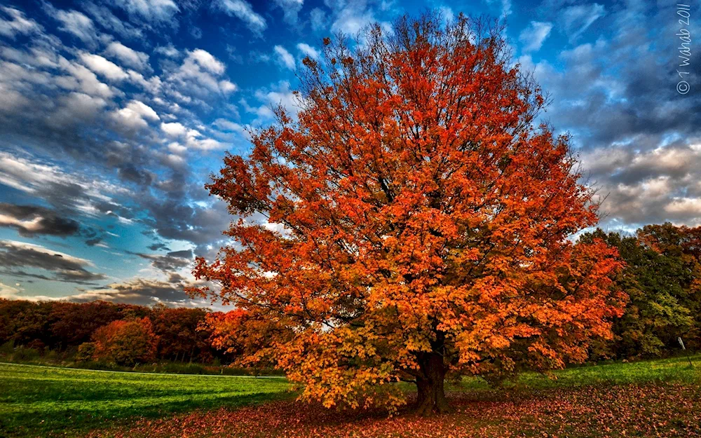 Autumn tree