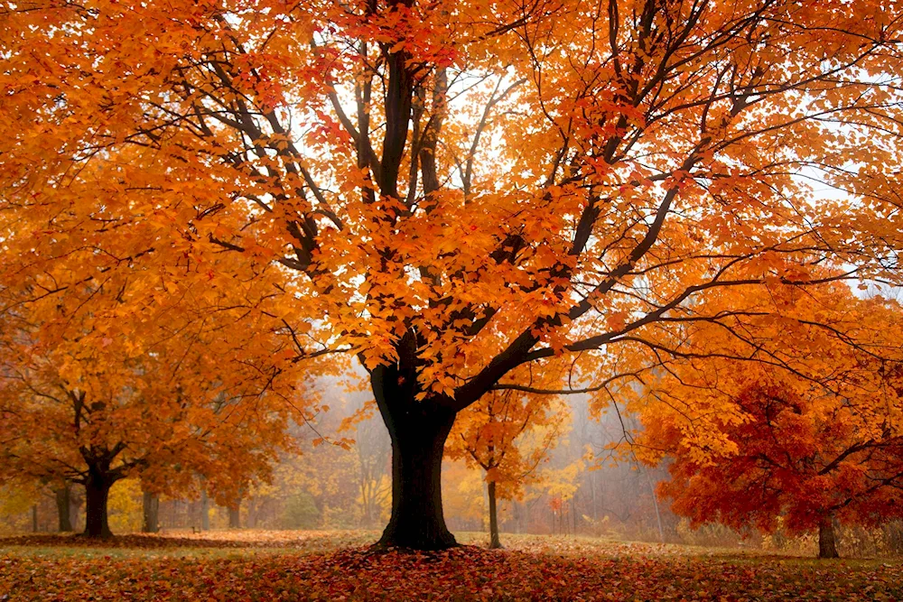 Autumn tree