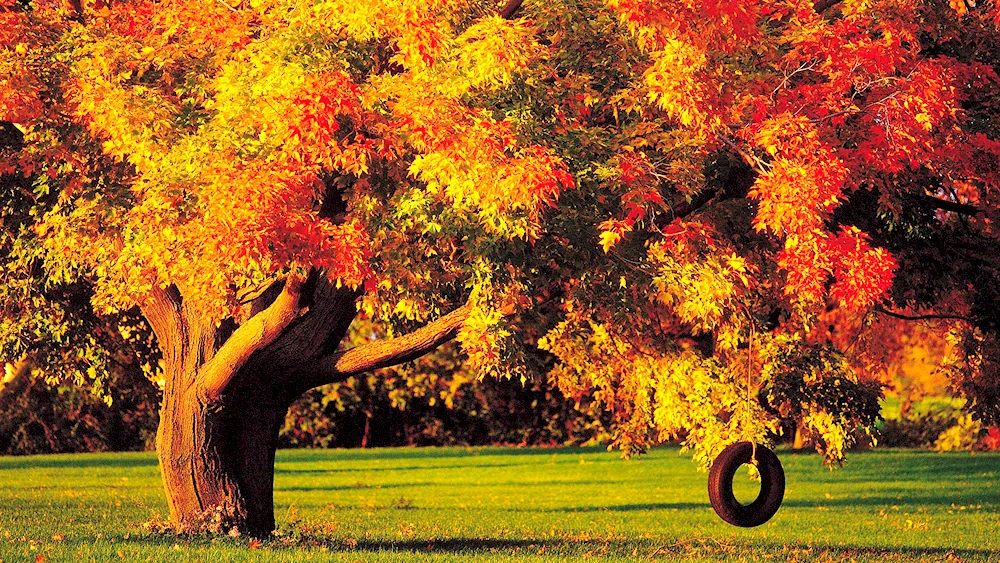 Autumn tree