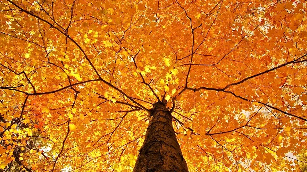 Autumn tree