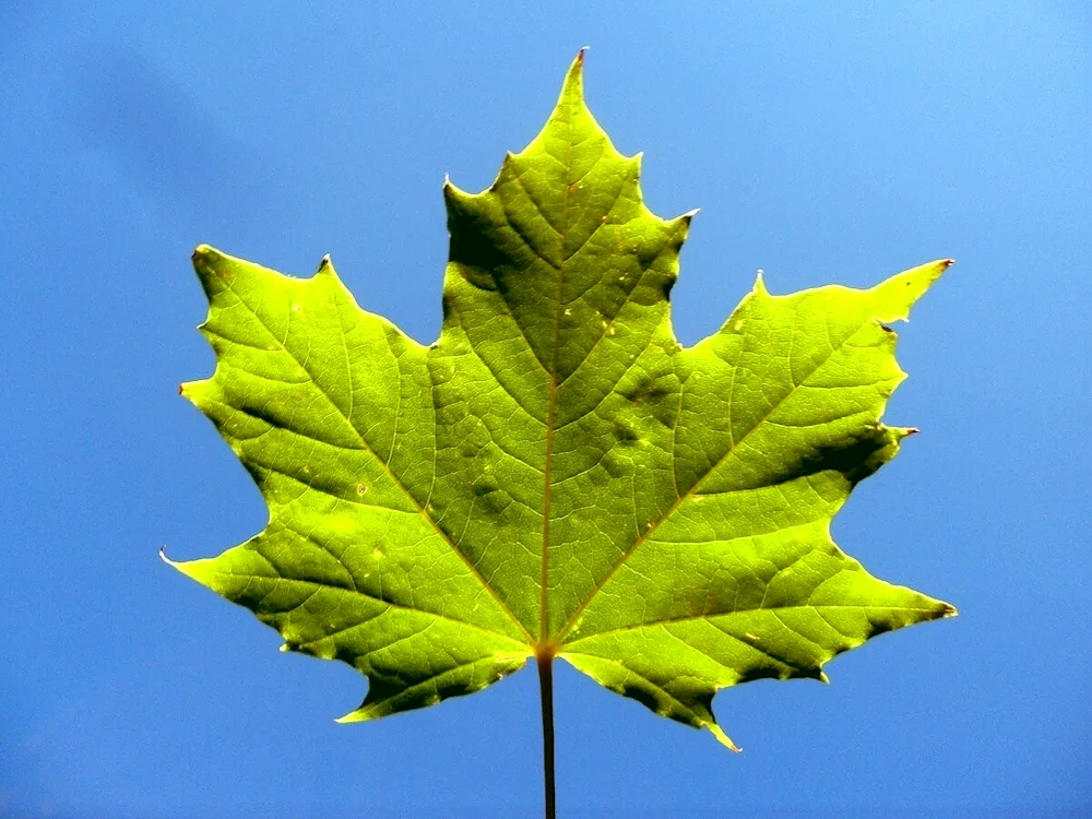 Autumn maple leaf