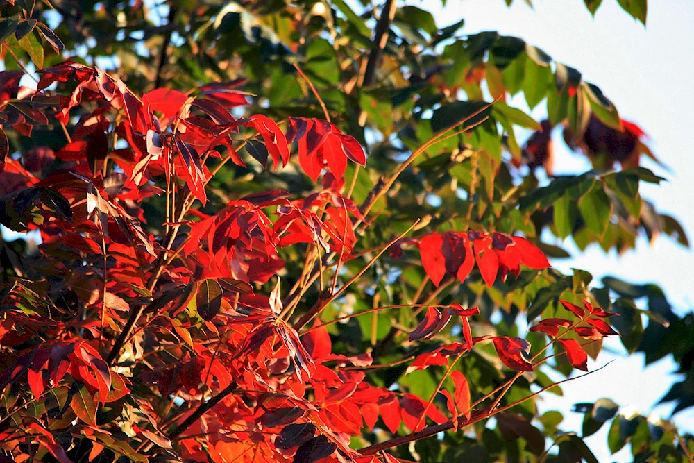 Autumn ash tree