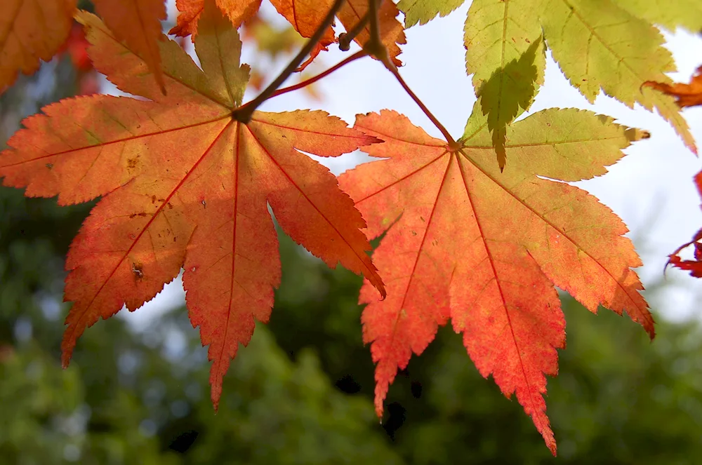 Coloured leaves