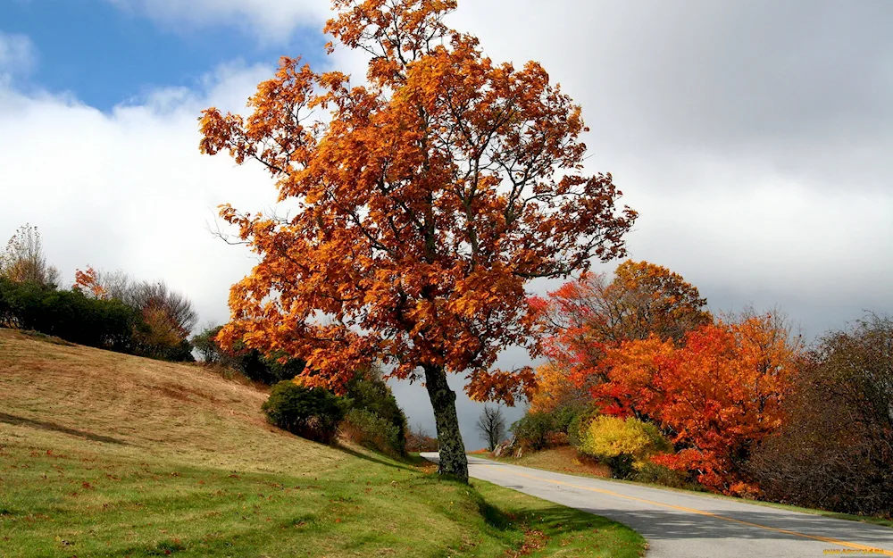 Field maple tree