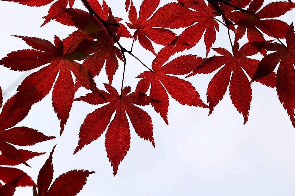 Red maple leaf