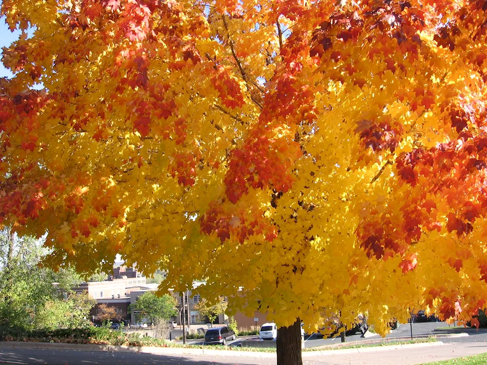 Sugar maple - Acer Saccharum