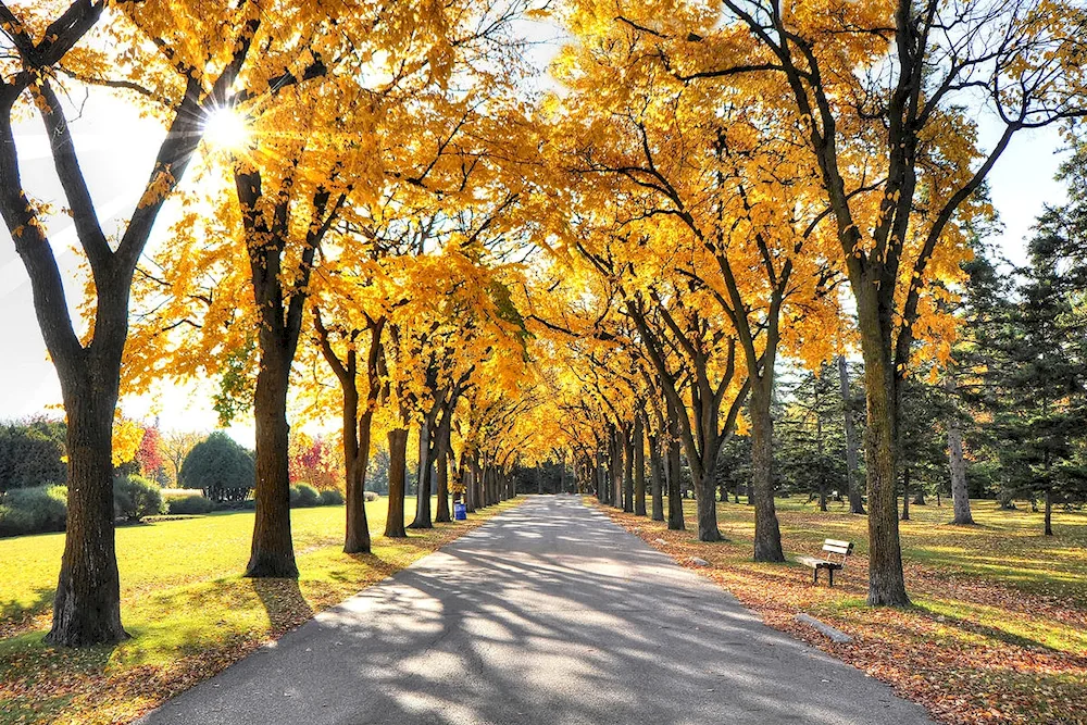 Maple Alley in autumn autumn