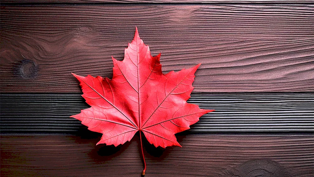 Maple leaves background