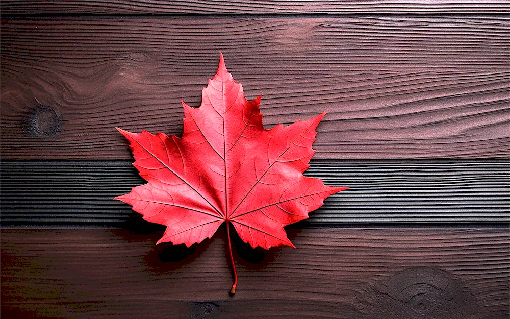 Autumn maple leaf