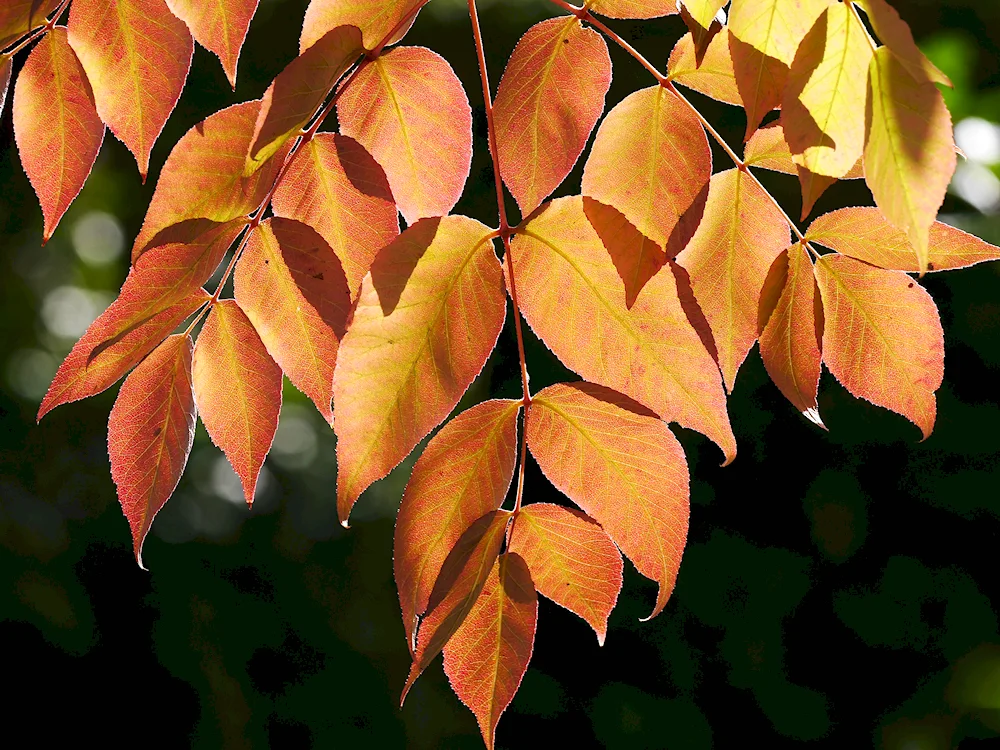 Maple ash tree leaf