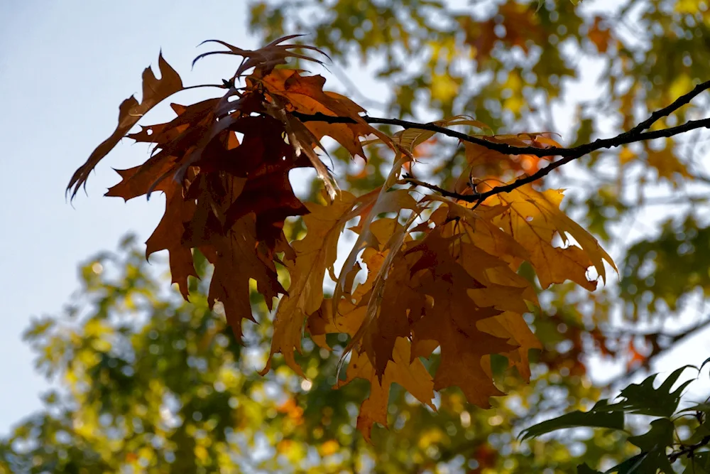 Maple ash leaf