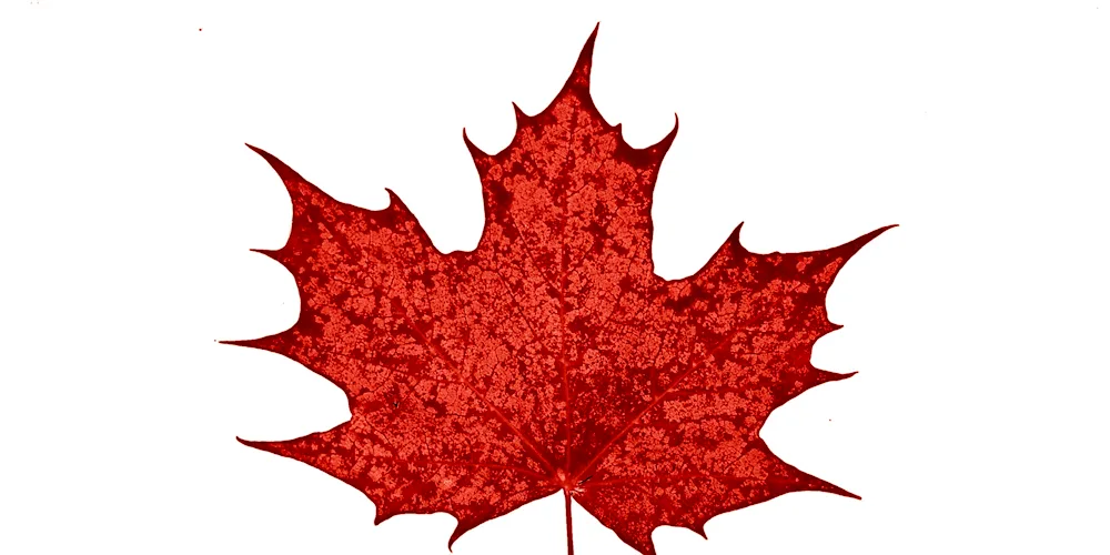 Maple leaf