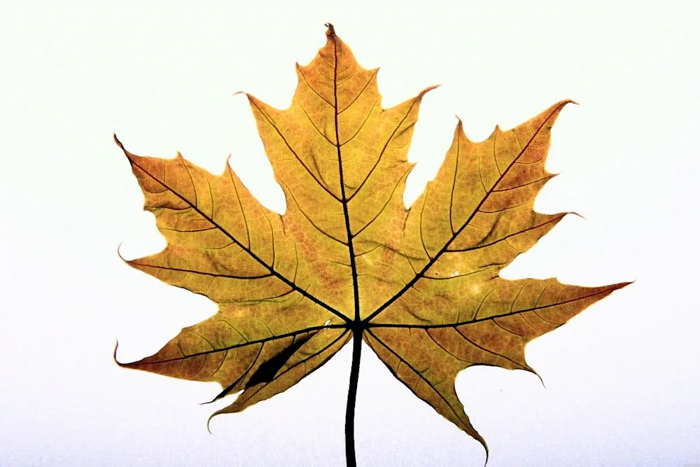 Maple leaf