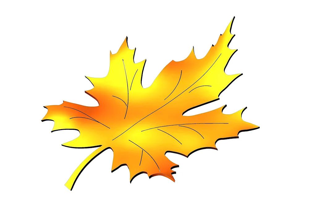 Maple Leaf on white background