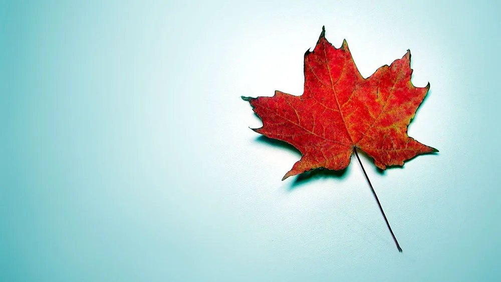 Autumn maple leaf