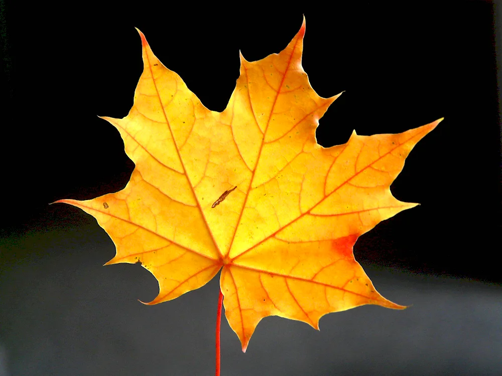 Maple leaf