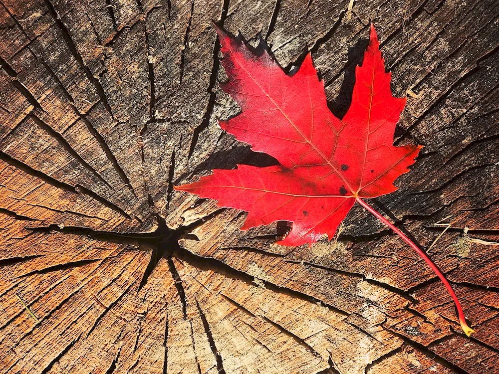 Maple and maple leaf