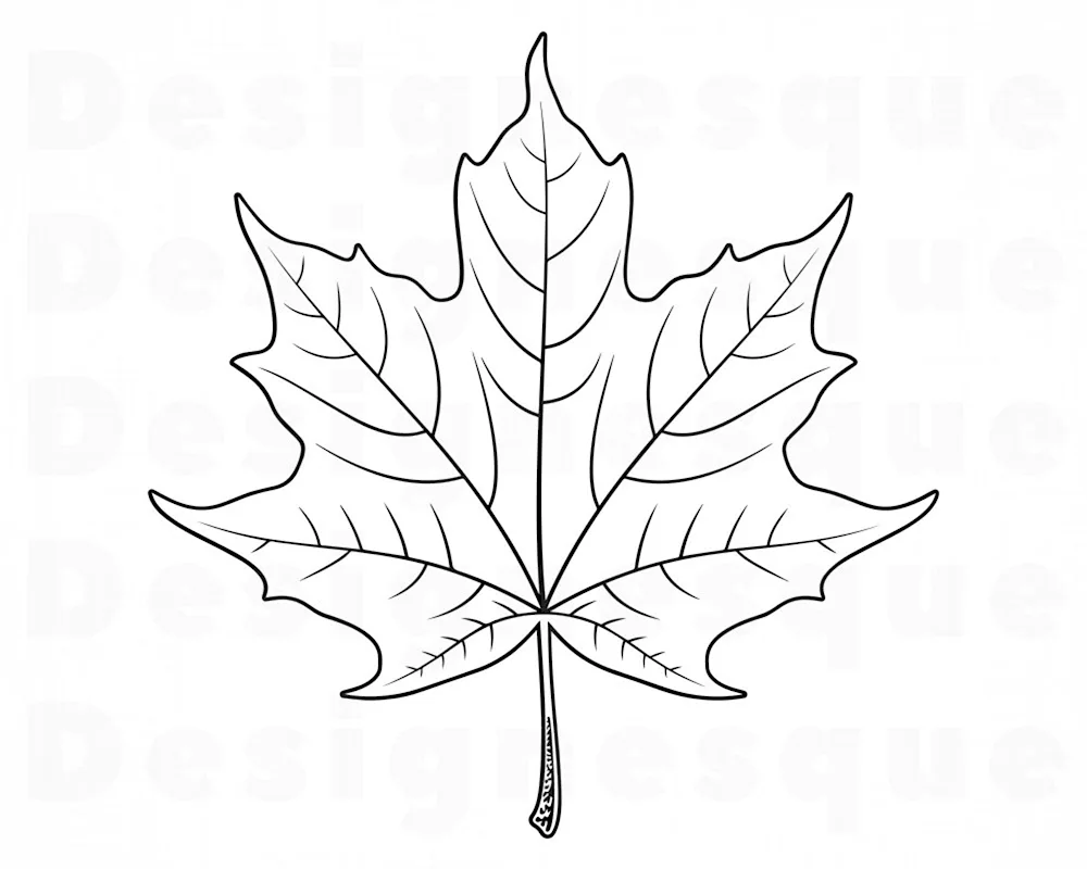 Maple leaf colouring