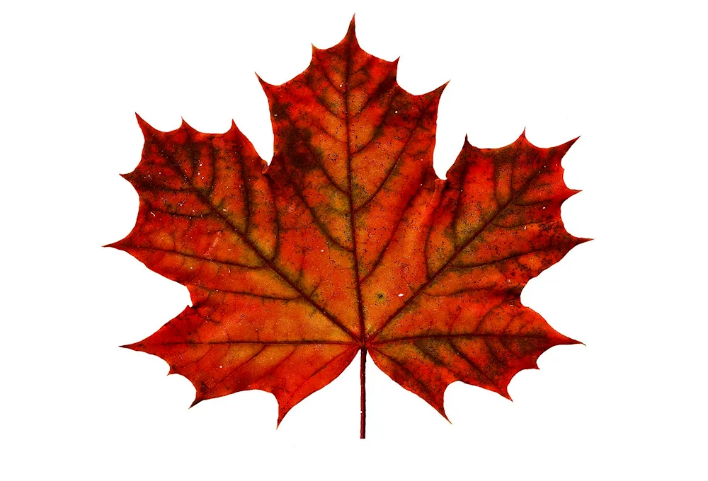 Maple Leaf drawing