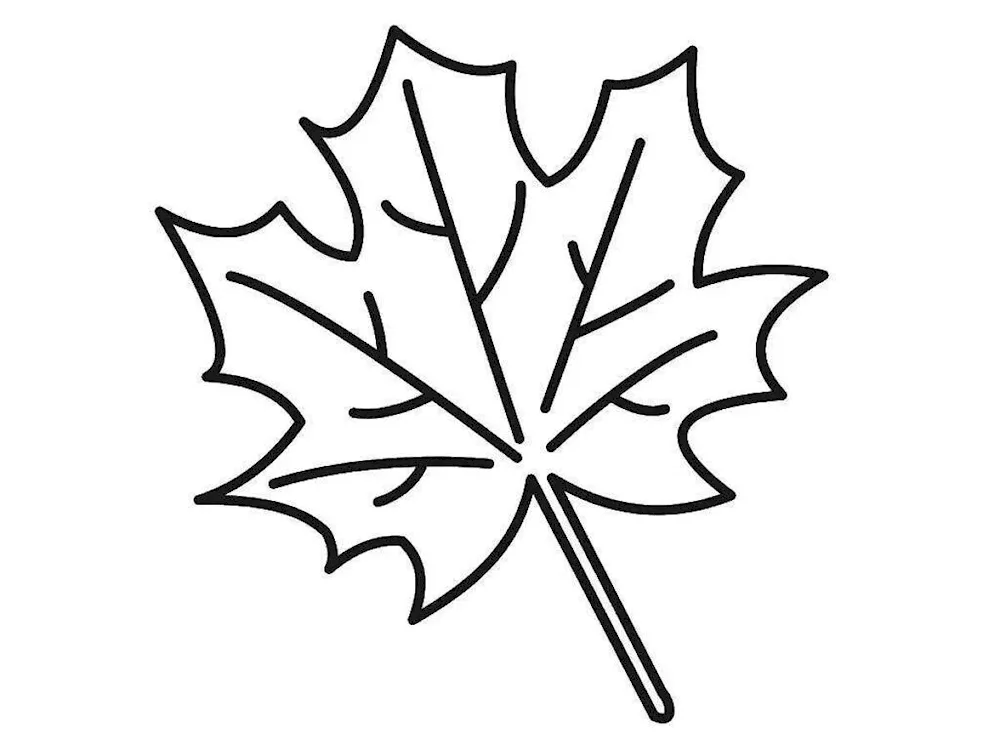 Maple leaf colouring