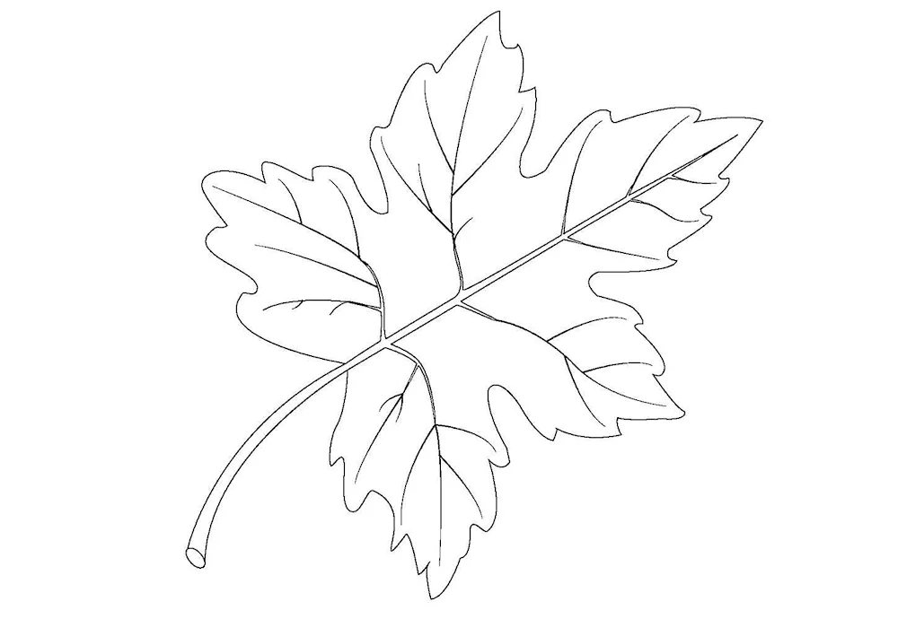 Maple leaf colouring