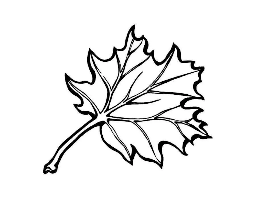 Maple leaf colouring