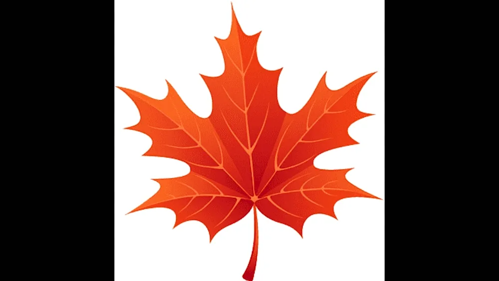 Maple Leaves different colours