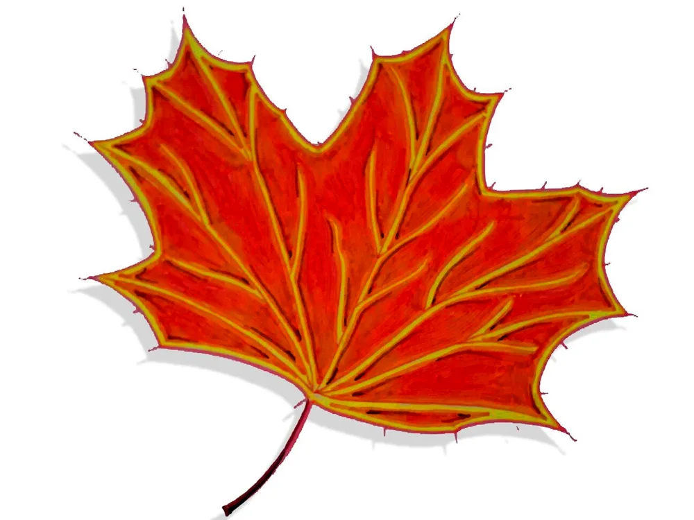 Maple leaf outline