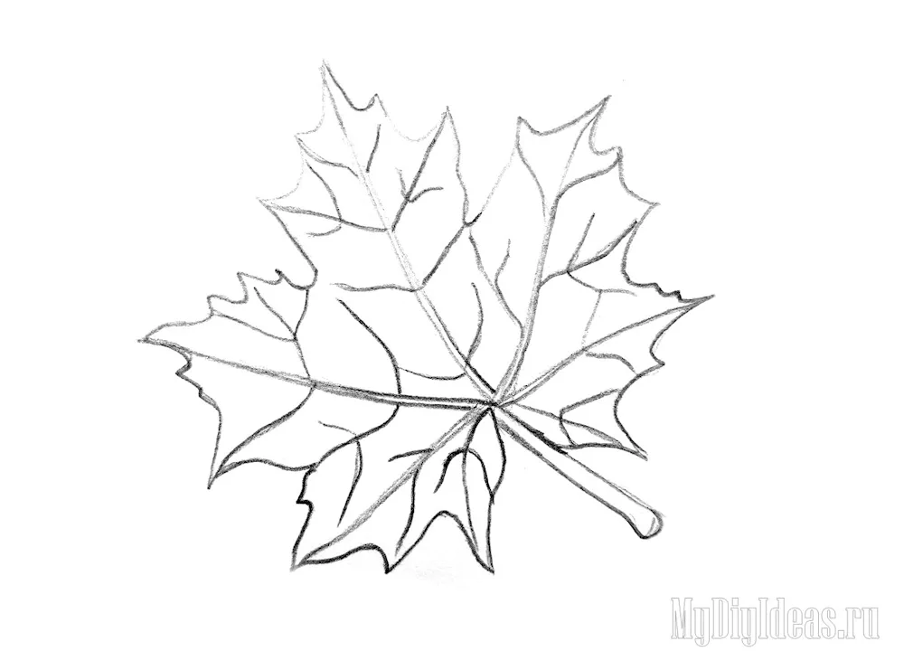 Maple leaves from both sides