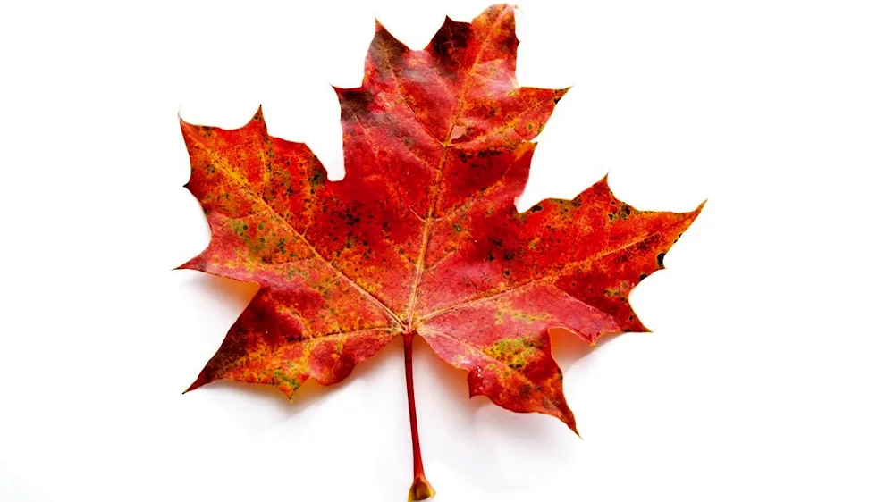 Maple leaf is a symbol of Canada