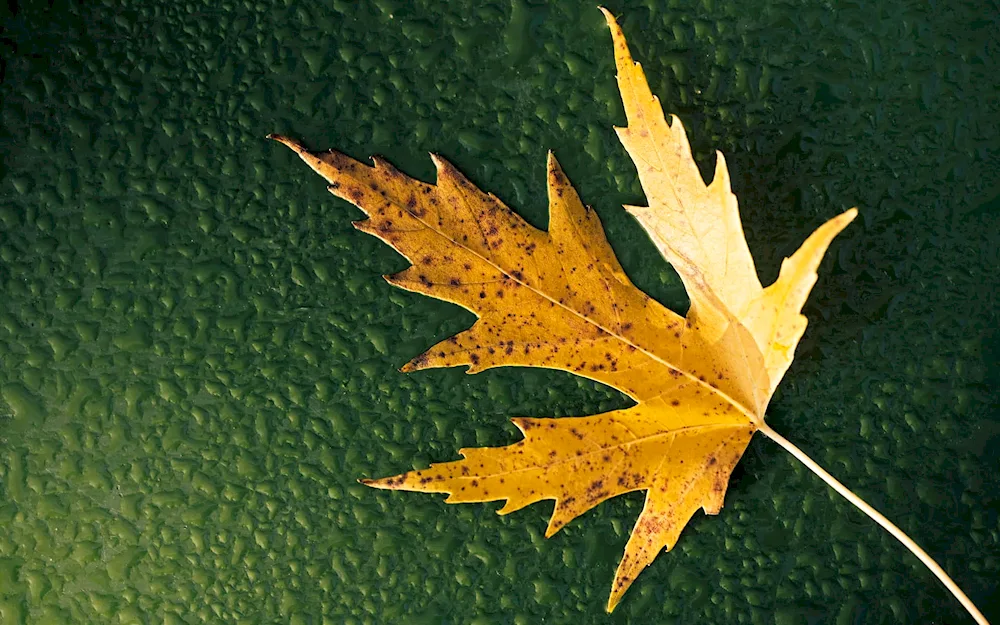 Maple leaf yellow