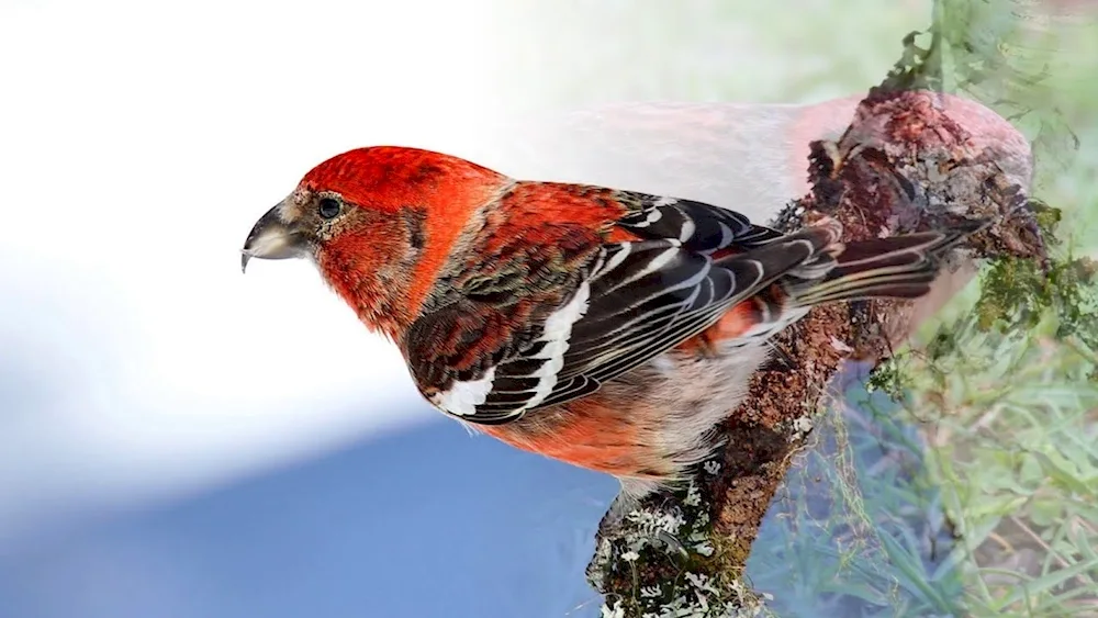 Red-breasted Redpoll Redpoll Redpoll Redpoll Redpoll Redpoll Redpoll Redpoll Redpoll Redpoll Redpoll Redpoll Redpoll Redpoll Redpoll Redpoll Redpoll Redpoll Redpoll Redpoll Redpoll Redpoll Redpoll Redpoll Redpoll Redpoll Redpoll Redpoll Redpoll Redpoll Redpoll Redpoll Redpoll Redpoll Redpoll Redpoll Yellow-browed Buntings