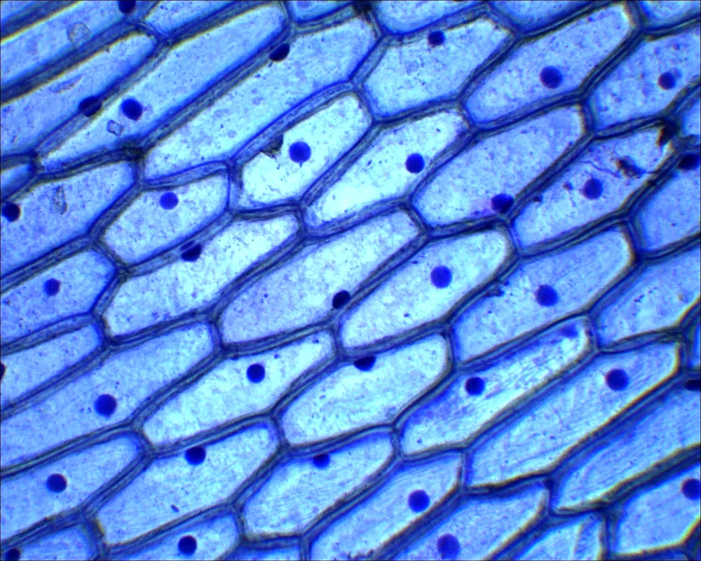 Epidermal skin cell