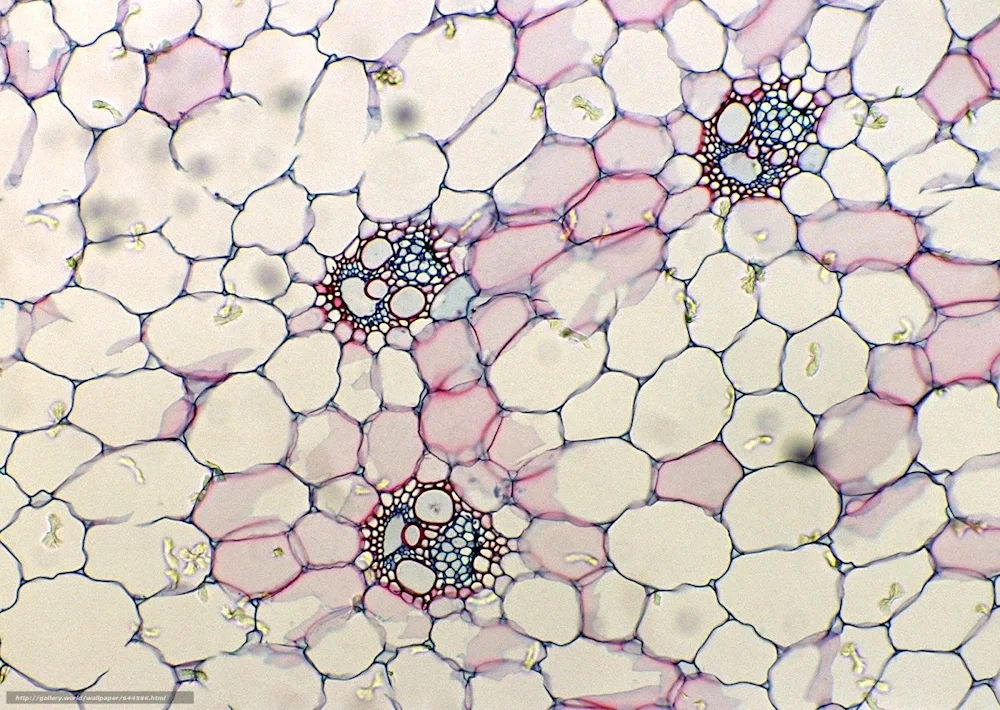 Onion peel cells under a microscope