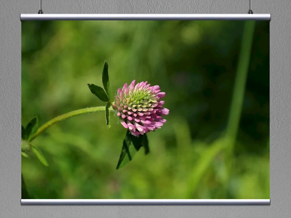 Meadow clover