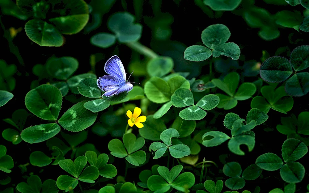 Four-leaf clover field