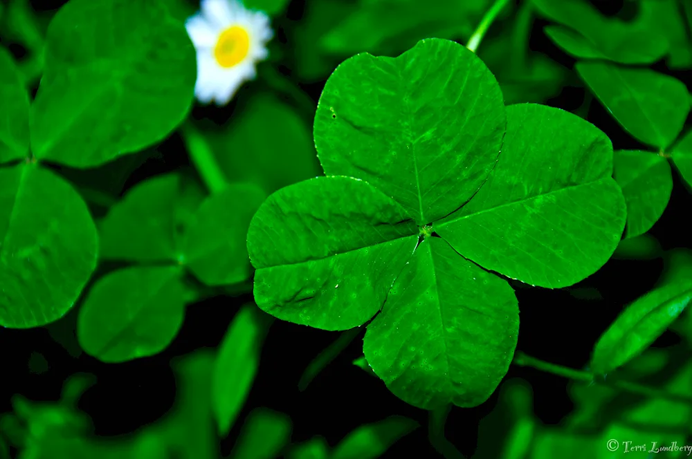 Four-leaf clover plant