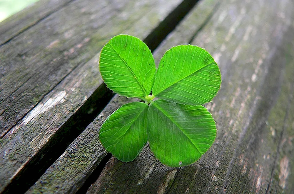 Four-leaf clover plant