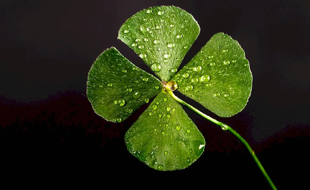 Green Four-leaf Clover