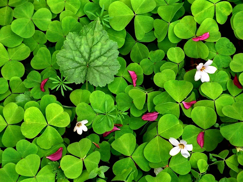 Ireland four-leaf clover