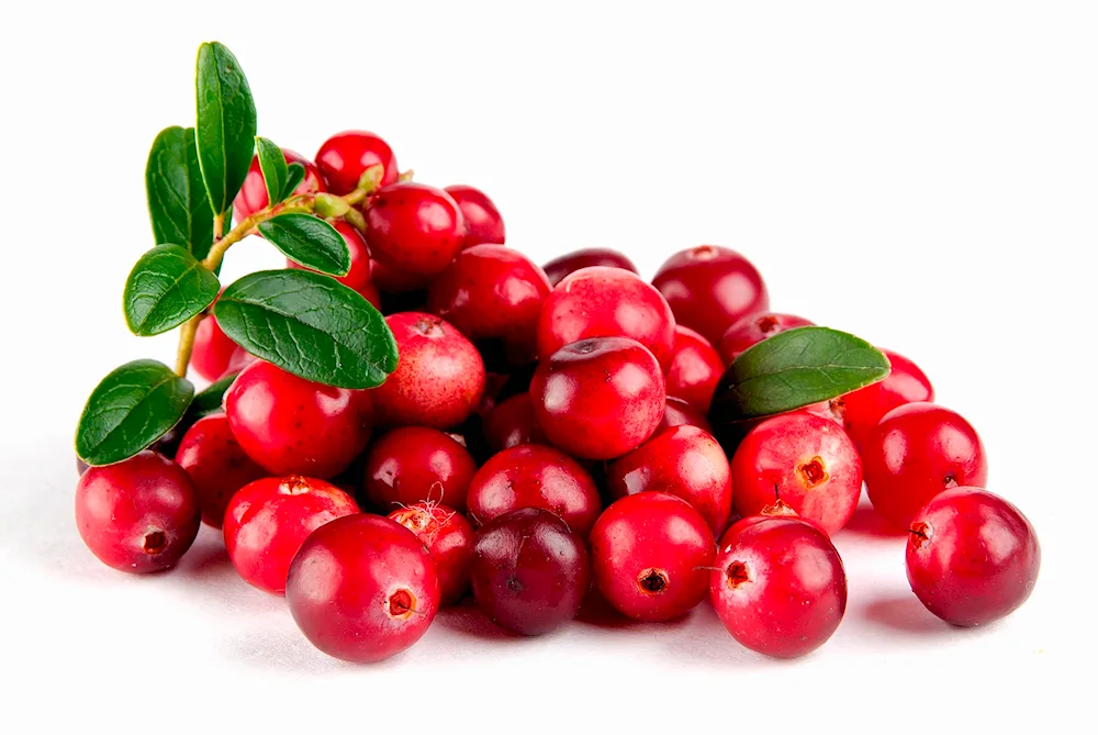 Cowberry lingonberry