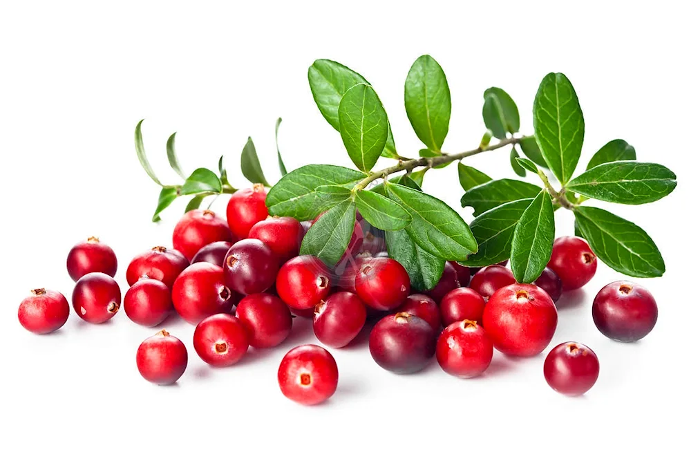 Cowberry and cranberries on a white background