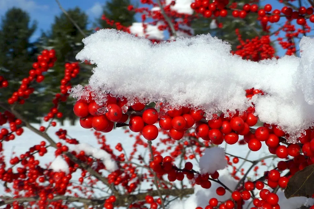 Cranberry in snow