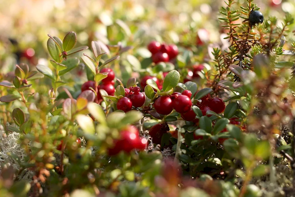 Lingonberries Kamchatka region