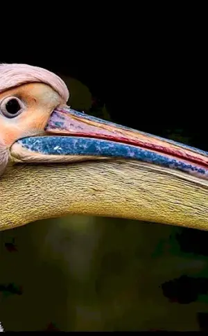 Pelican beak