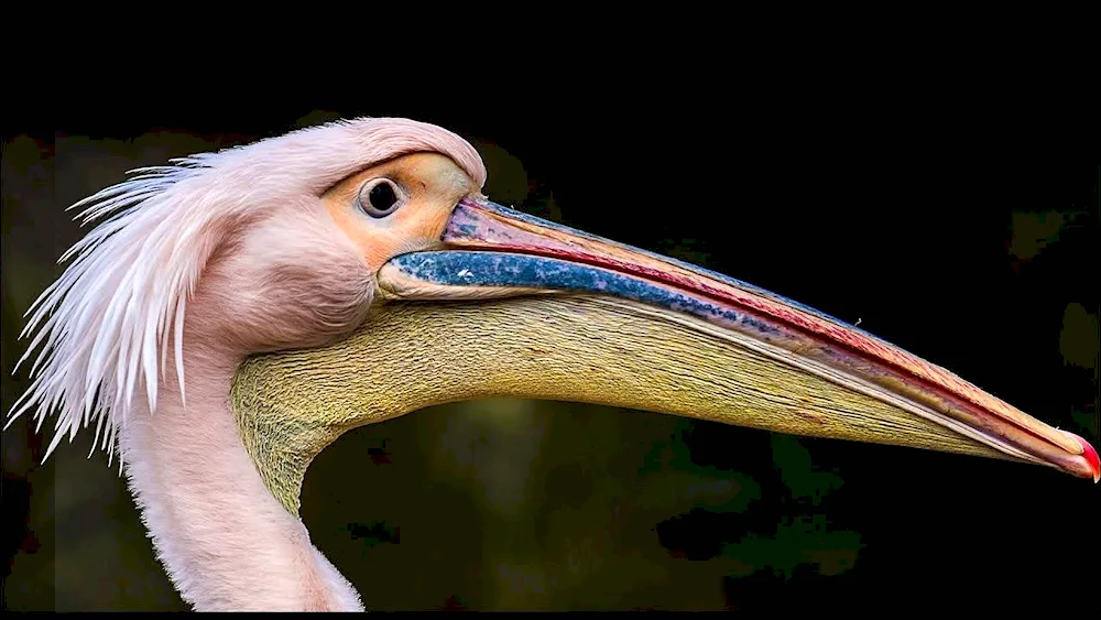 Pelican beak