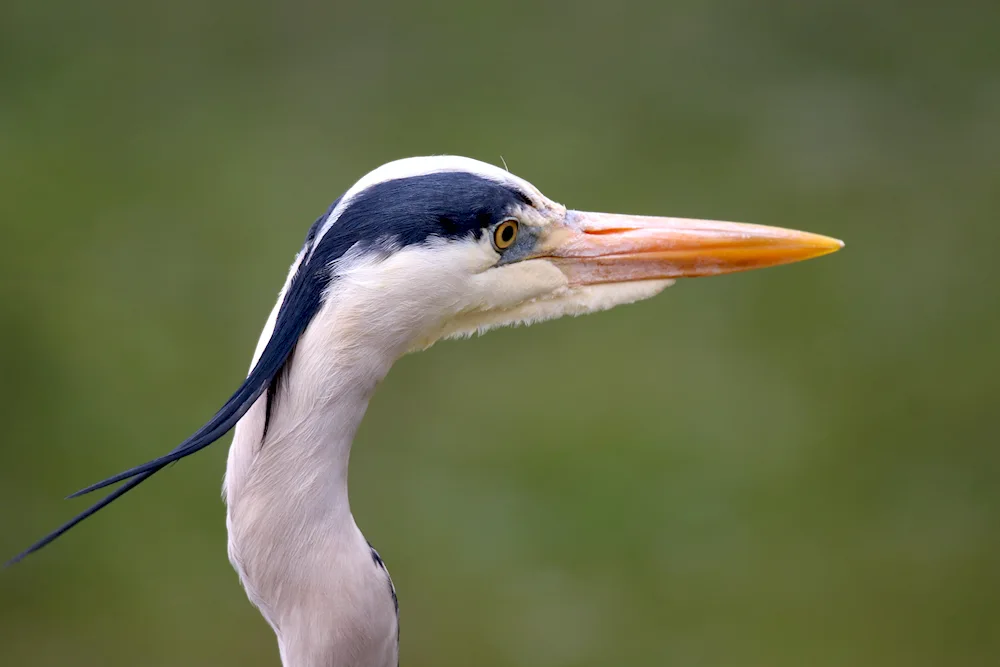 Beaked Heron