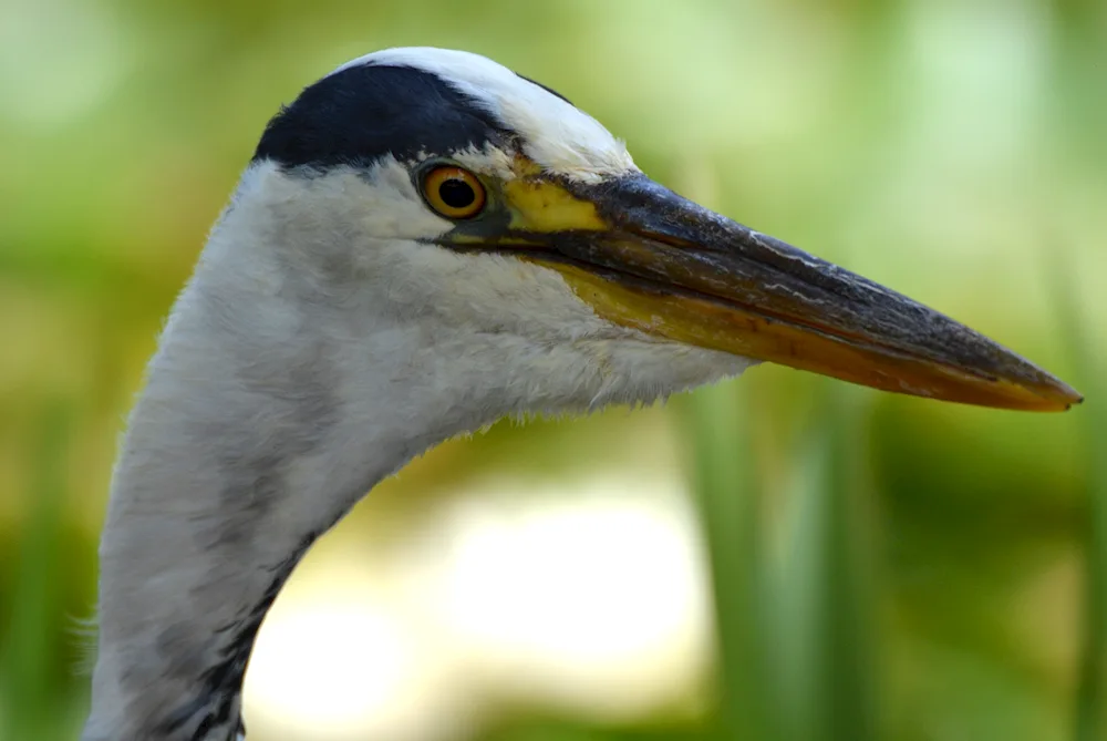 Hooded heron's spit