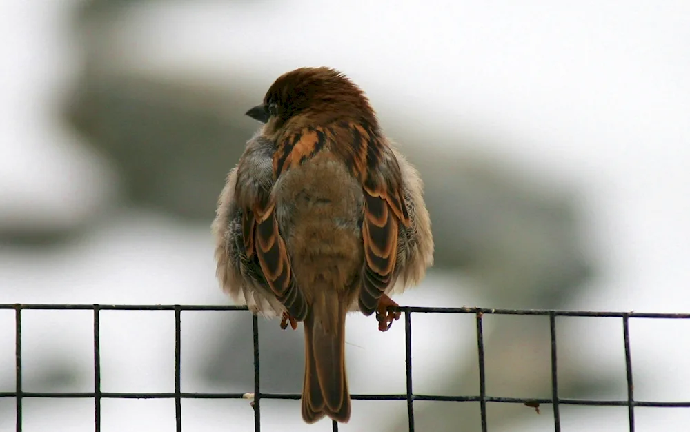 Bird feathers on transparent background